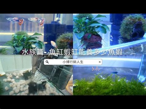 魚缸養魚數量計算